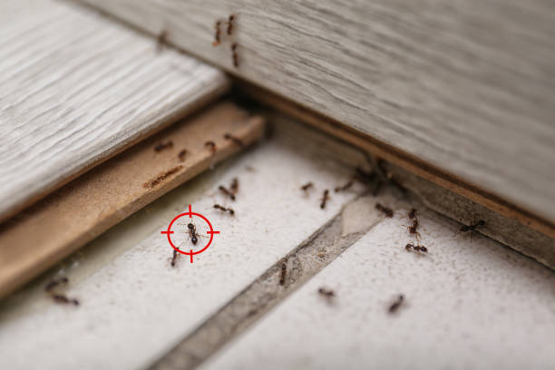 Best Pest Prevention Services  in Iona, FL