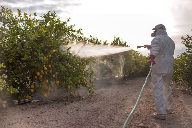 Flea Control Services in Iona, FL